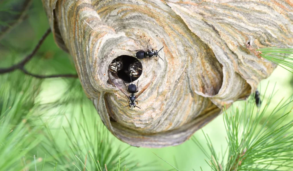 Bald-Faced Hornet Nest
