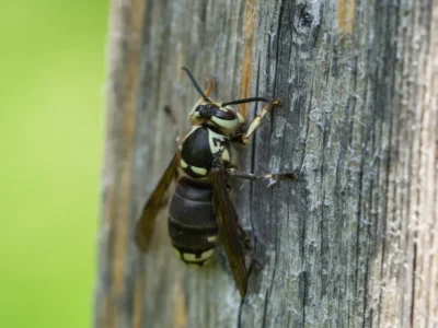 Bald-Faced Hornet on wood surface