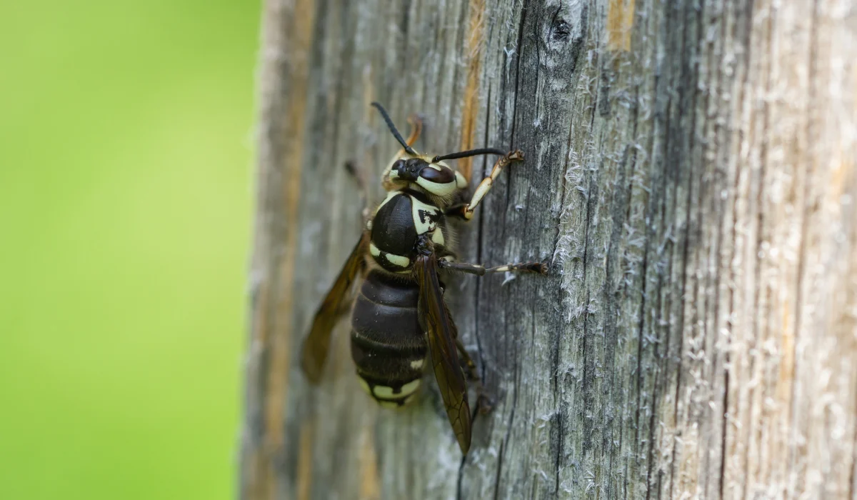 Bald-Faced Hornet on wood surface