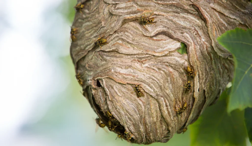 Yellowjacket Nests