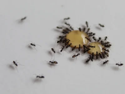 a group of ants swarming around honey