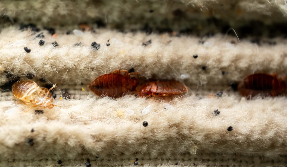bed bug infestation in an apartment