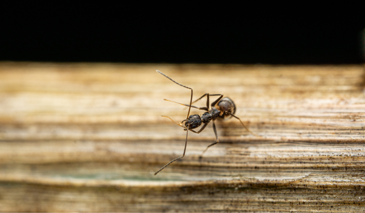 odorous house ant