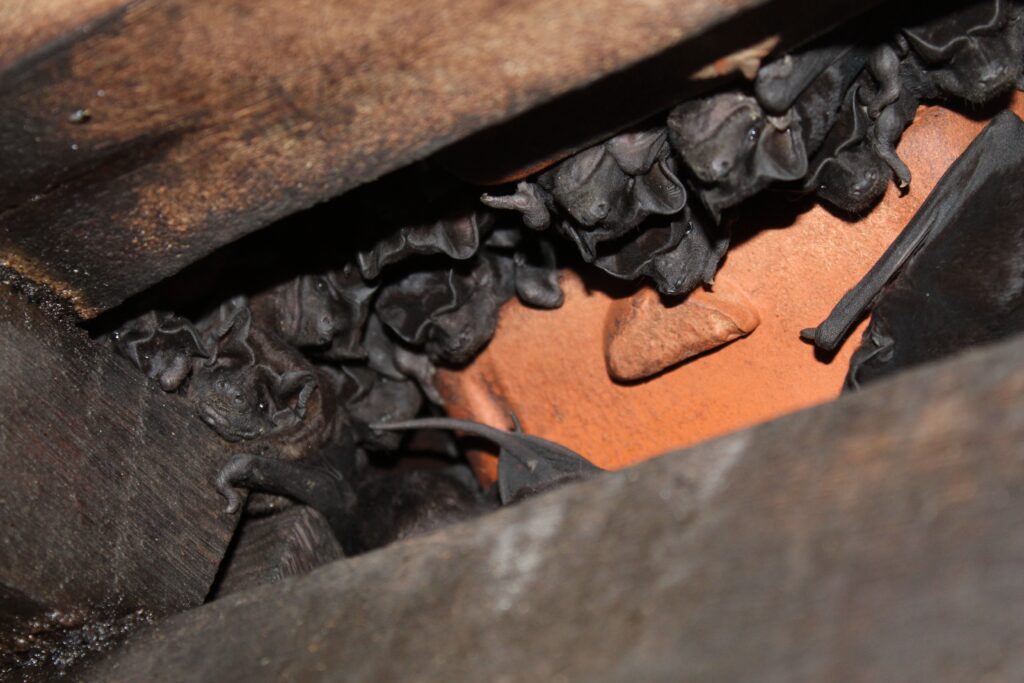 Bats Entering Small Opening Inside Home
