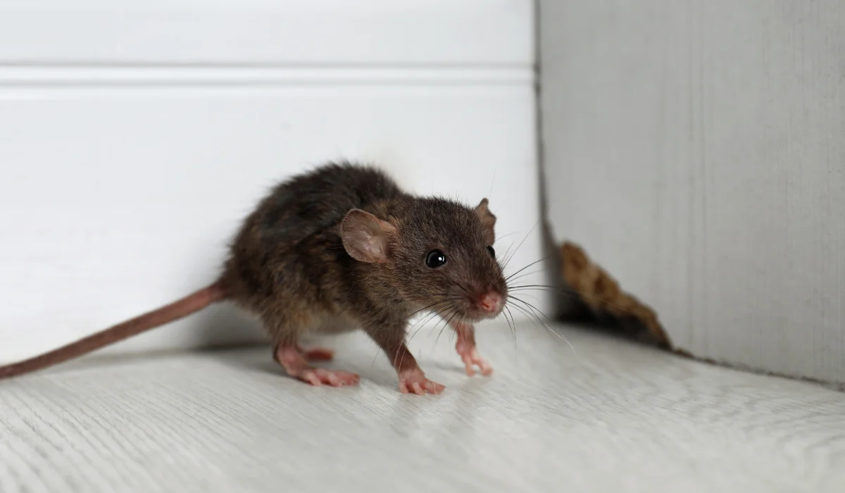rat near wooden wall
