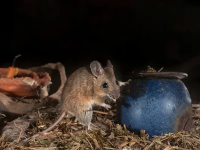 rodent in attic