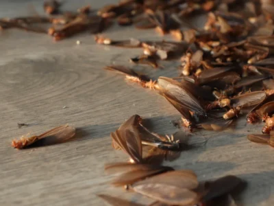 swarm of termites indoor