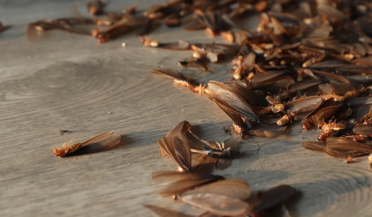 swarm of termites indoor
