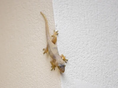A lizard on the outside wall of house.