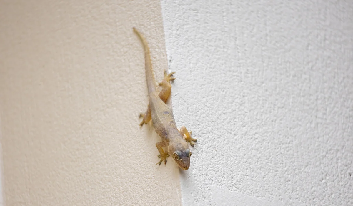 Small tan lizard clinging to the corner of a textured exterior house wall