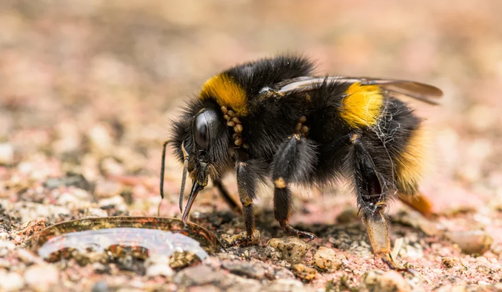 Bumble Bee