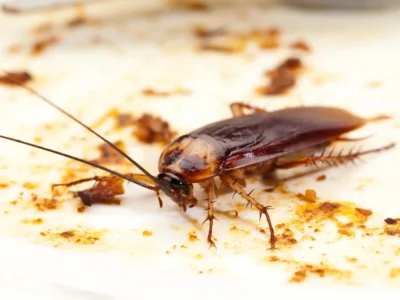 Cockroach