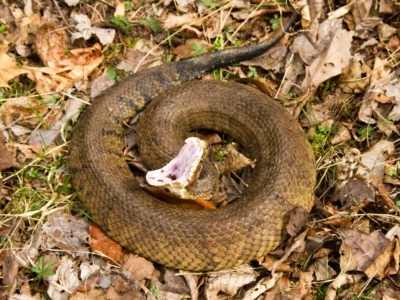 Cottonmouth