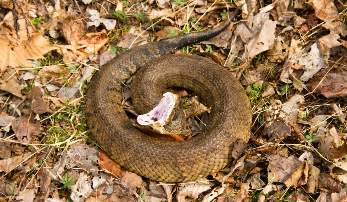 Coiled brown cottonmouth snake with mouth open showing fangs, resting among dry leaves
