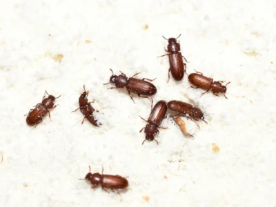 Small brown pantry beetles scattered on white flour in a kitchen pantry cabinet