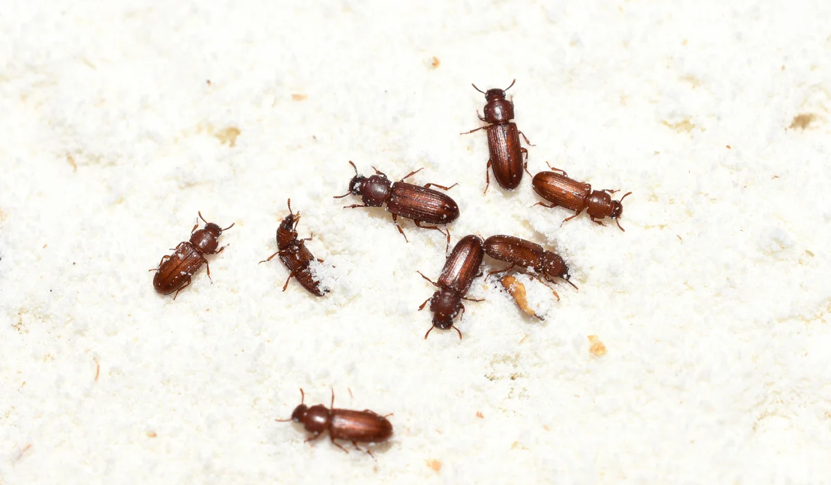Small brown pantry beetles scattered on white flour in a kitchen pantry cabinet