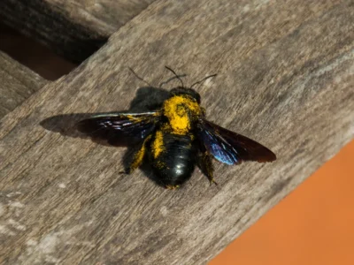 large black carpenter bee covered in yellow pollen resting on a weathered wooden board