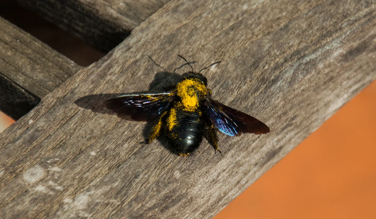 large black carpenter bee covered in yellow pollen resting on a weathered wooden board