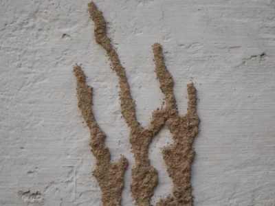 Narrow dirt-colored mud shelter tubes running up a painted foundation wall, common sign of subterranean termite activity