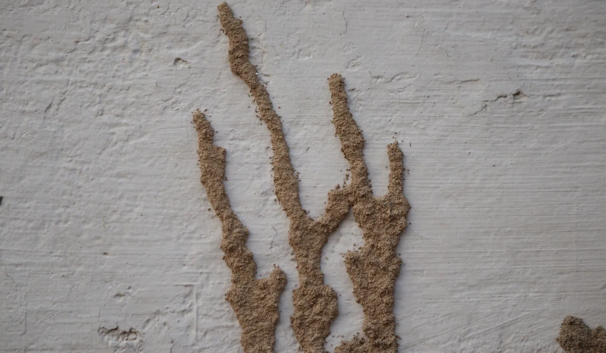 Narrow dirt-colored mud shelter tubes running up a painted foundation wall, common sign of subterranean termite activity