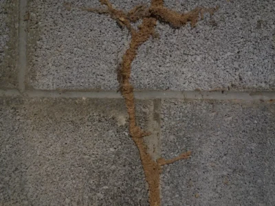 Termite mud tubes on a concrete wall