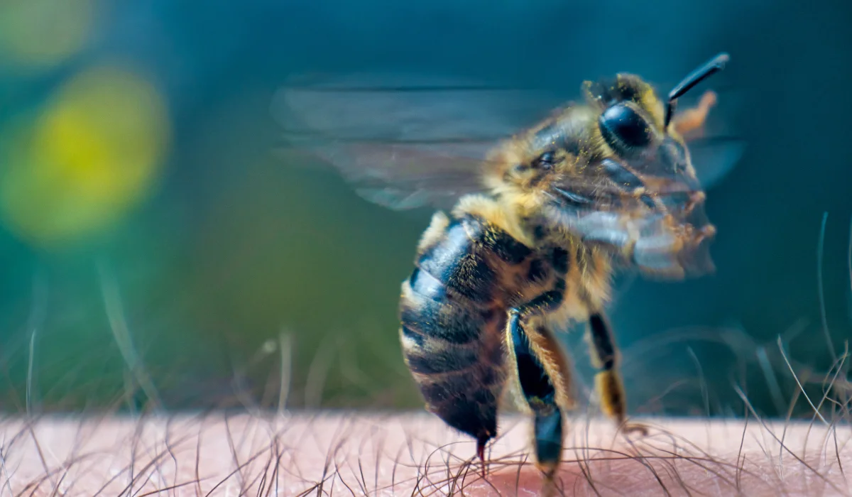 Bee with stinger embedded in human forearm skin, wings blurred from movement