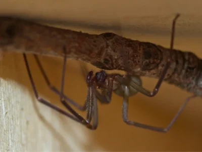 Small brown spider with long thin legs hanging upside down from a twig against a wooden background