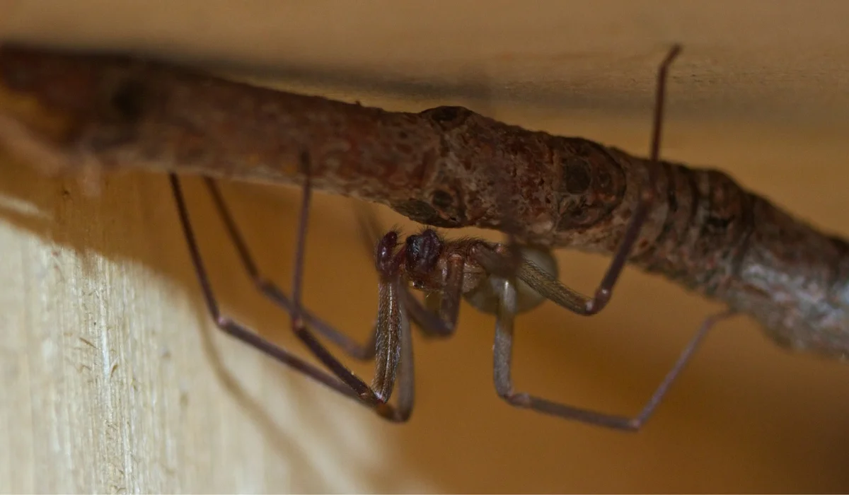 Small brown spider with long thin legs hanging upside down from a twig against a wooden background