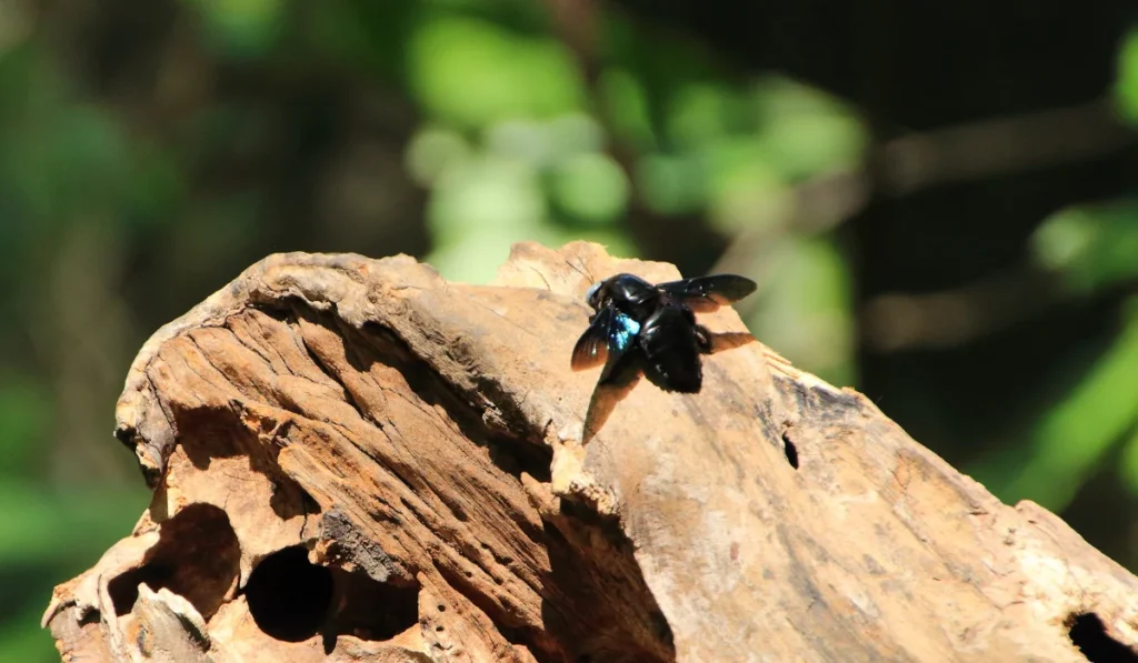 carpenter bee