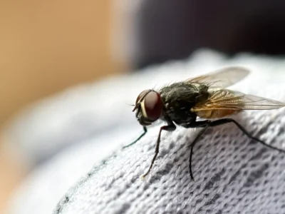 fly indoor