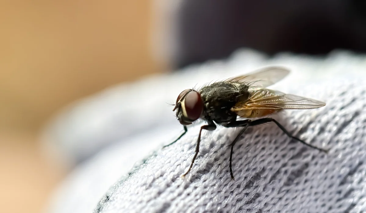 Adult fly with red eyes resting on textured white fabric