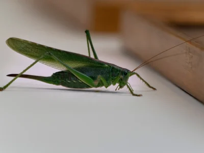 green grasshopper inside house detail