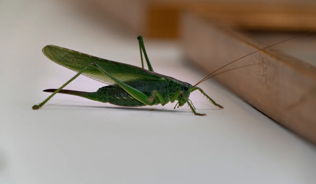 Green grasshopper resting on a white surface beside wooden trim, long antennae extended