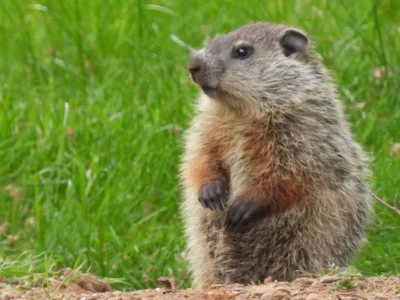 ground hog