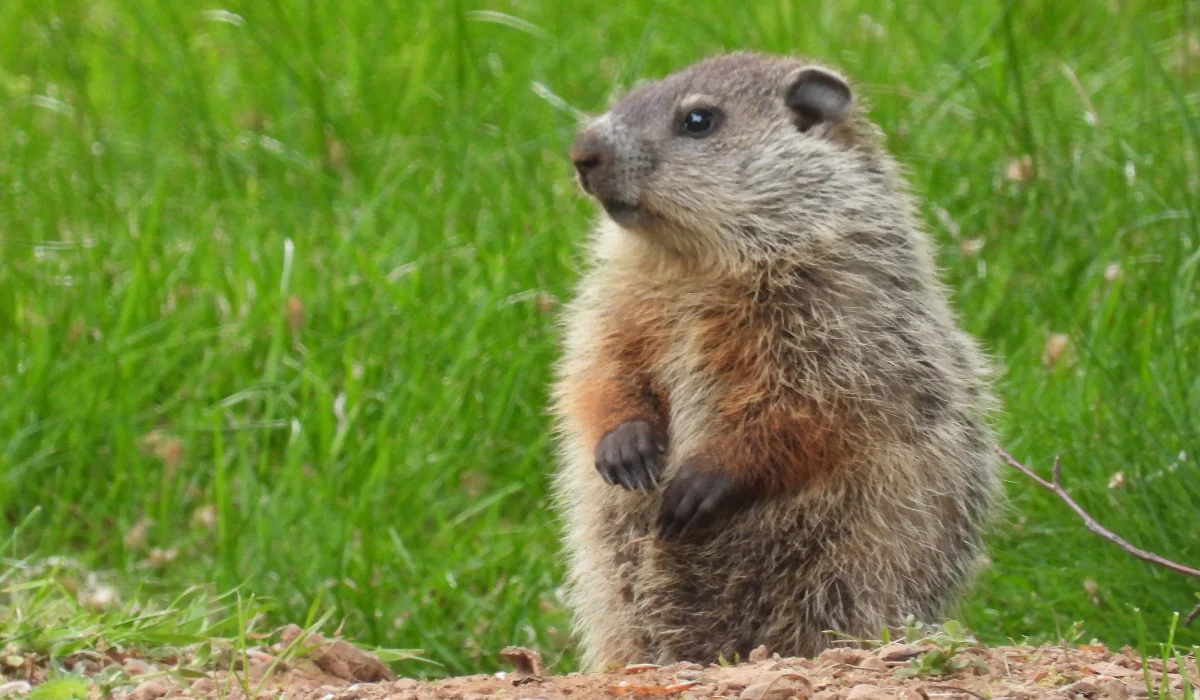Groundhog standing on hind legs in grassy yard near burrow entrance.