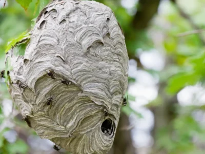 Large gray papery hornet nest hanging from a tree branch with wasps at the entrance and on its surface