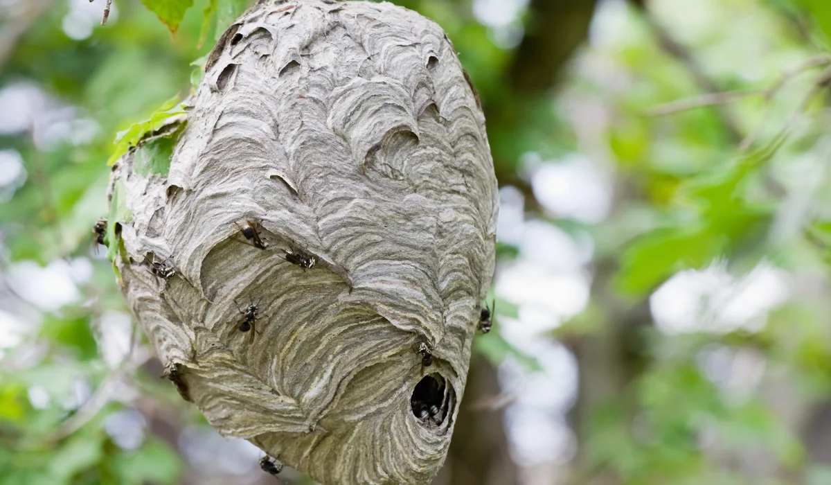 Large gray papery hornet nest hanging from a tree branch with wasps at the entrance and on its surface