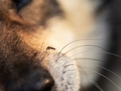 Mosquito resting on a dog's furred nose near whiskers
