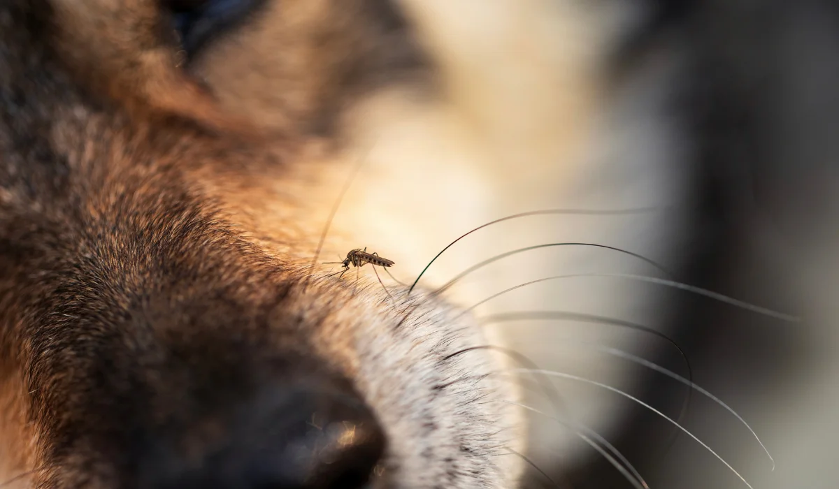 Mosquito resting on a dog's furred nose near whiskers