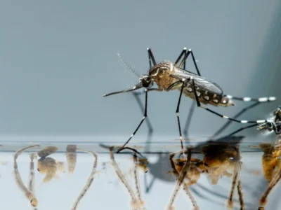 mosquito