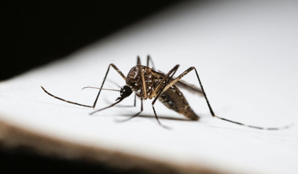 Close-up brown mosquito resting on a white surface, long legs and proboscis in sharp detail