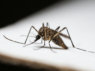 Close-up brown mosquito resting on a white surface, long legs and proboscis in sharp detail