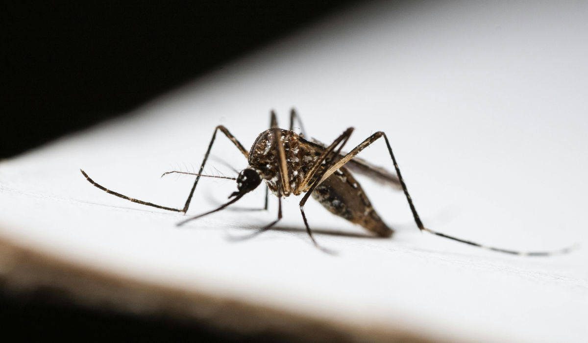 Close-up brown mosquito resting on a white surface, long legs and proboscis in sharp detail