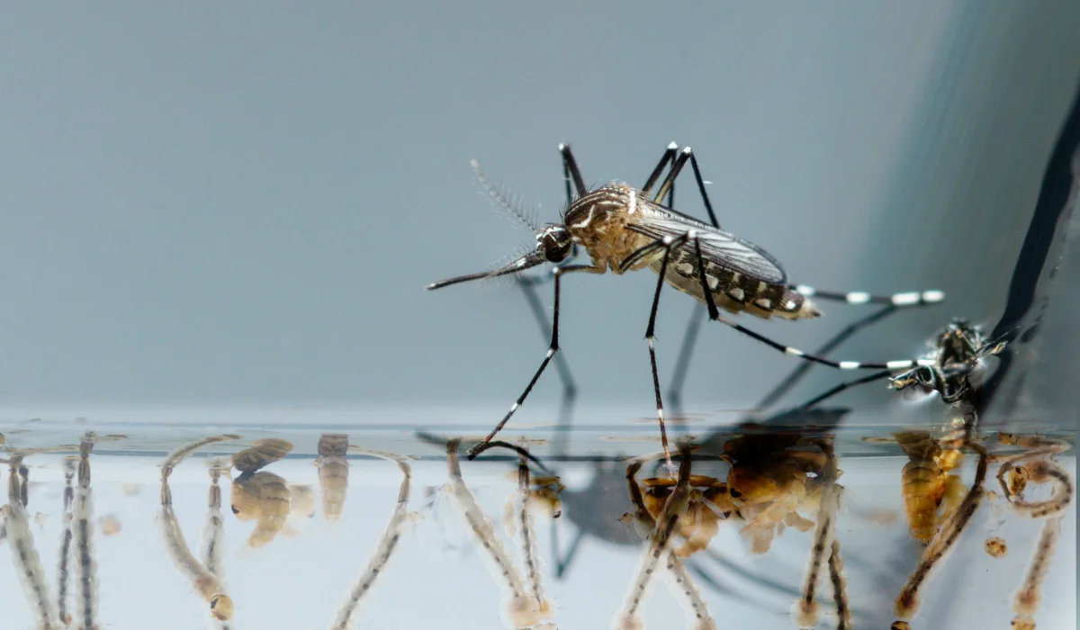 Adult mosquito perched on a water surface with nearby mosquito larvae and pupae