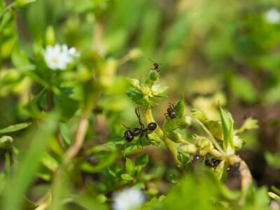 spring pest activity