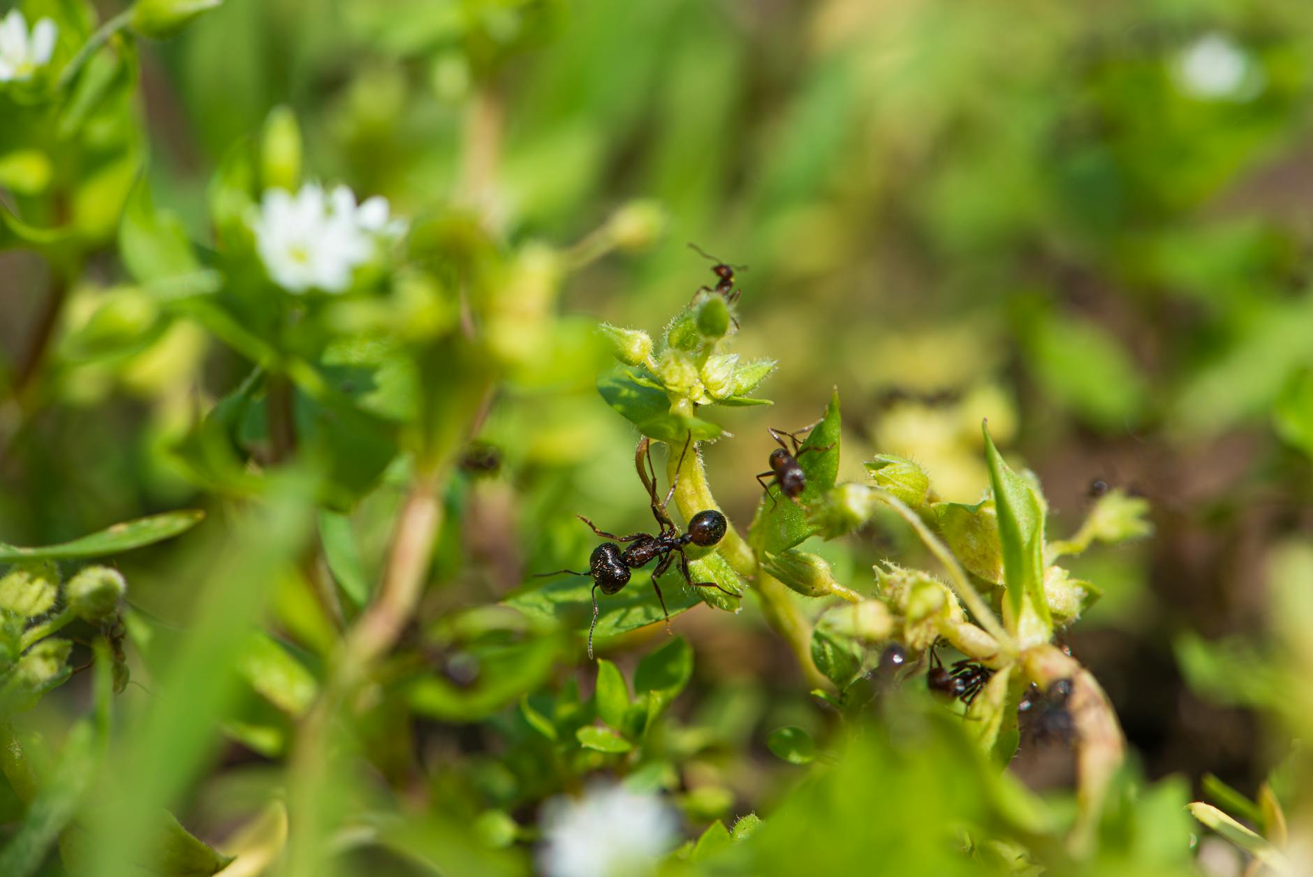 spring pest activity
