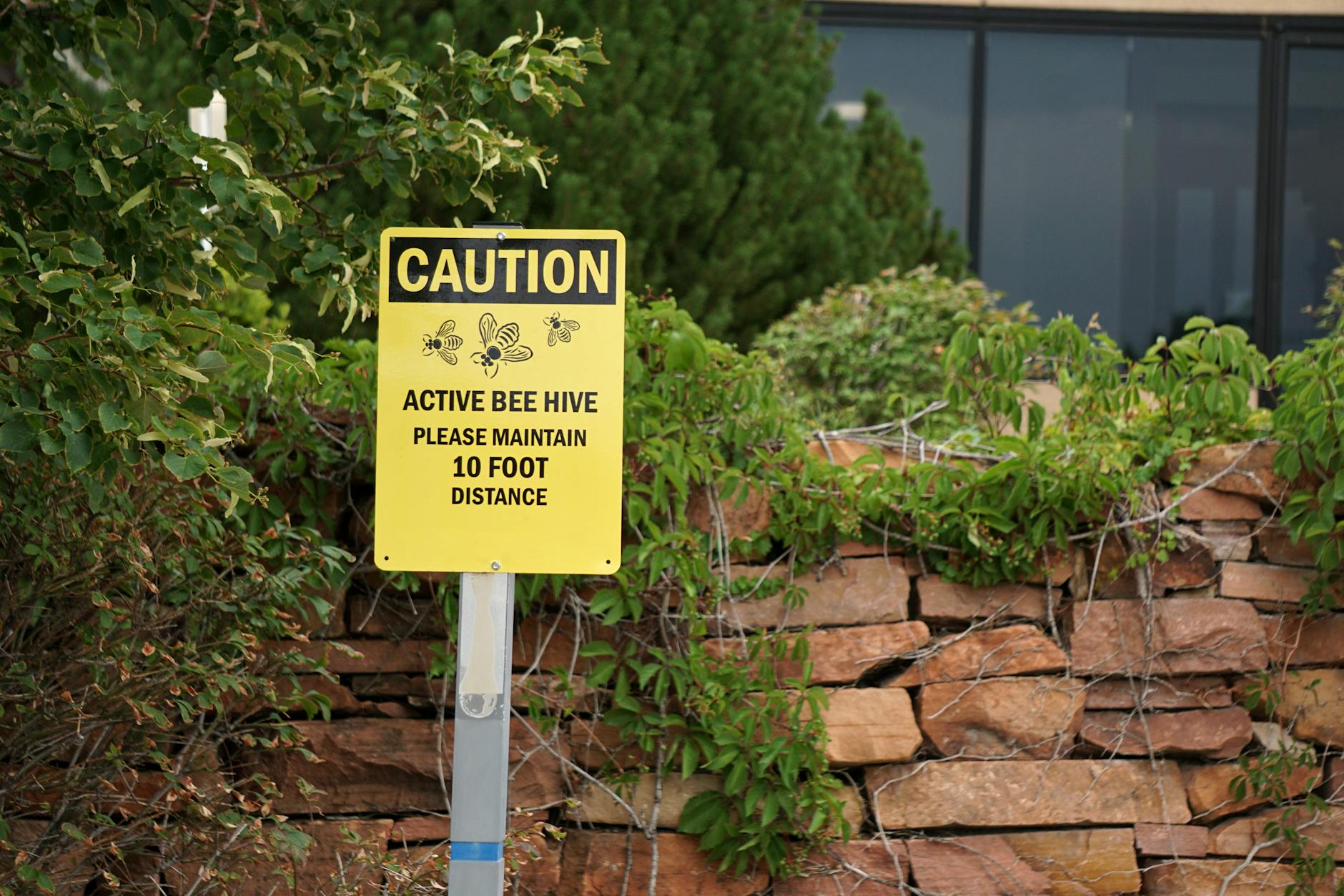 Yellow caution sign reading Active Bee Hive — please maintain 10 foot distance, mounted by shrubs and a stone retaining wall