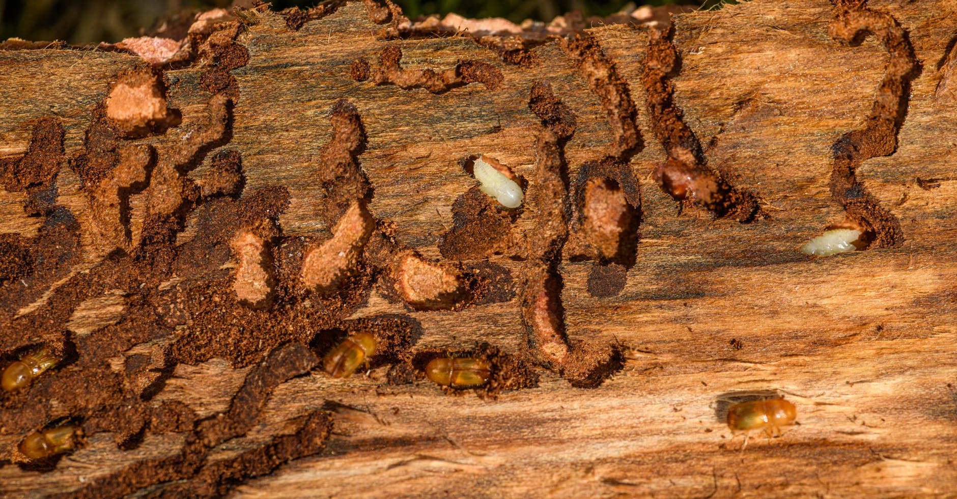 Wood with tunneling damage, frass trails, pale insect larvae and small amber-colored adult insects