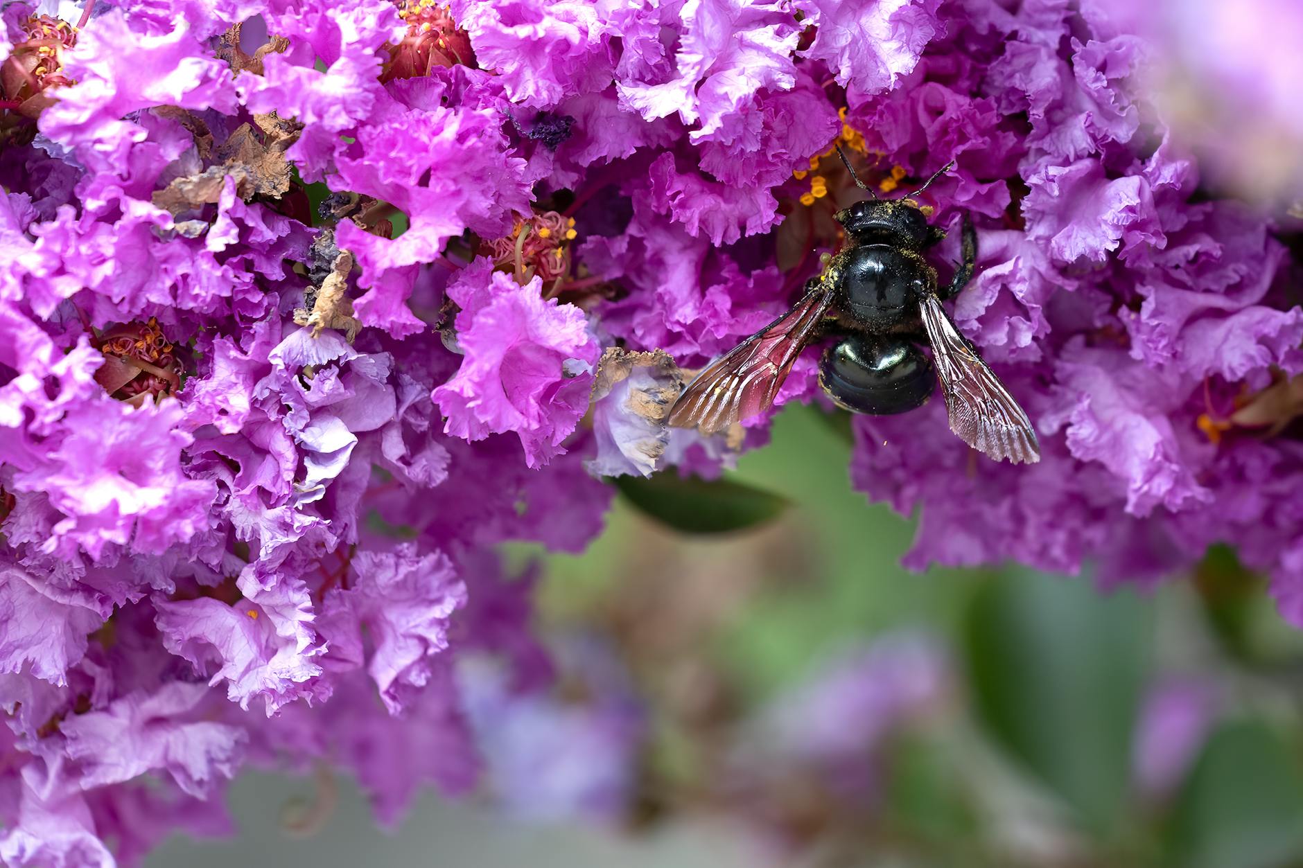 Dark shiny insect feeding among clustered ruffled purple flowers in close-up