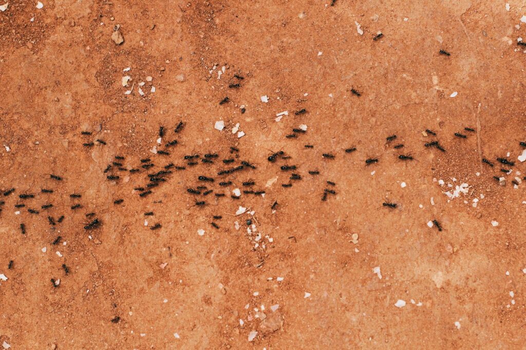 ant trails meaning